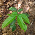 Caoba