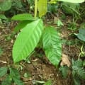 Cacao
