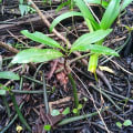 Red Mangrove
