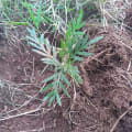 Grevillea