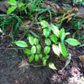 Tolu balsam