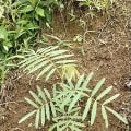 Tephrosia