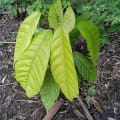 Cacao