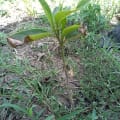 Jackfruit