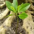 Mangrove Rouge