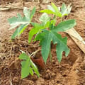 Papaya