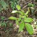 Caoba