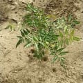 Neem