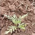 Grevillea