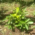 Limón