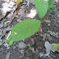 Cacao