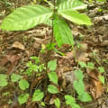 Cacao