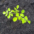 Moringa