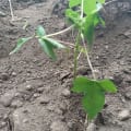 Noas Papaya Baum