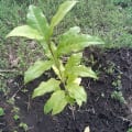 Olivo africano