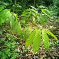 Cacao
