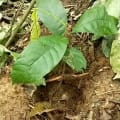 Cacao