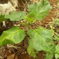 Tamarillo