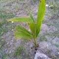 Cocotier