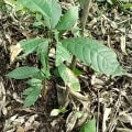 Cacao