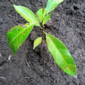 Mahogany Tree