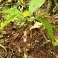 Cacao