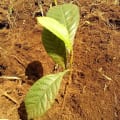 Japanese Medlar