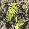 Tefrosia
