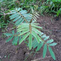 Tephrosia
