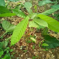 Cacao
