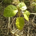 Tree Tomato