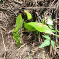 Cacao