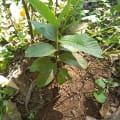 Guava