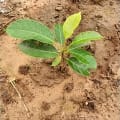 African Mahogany