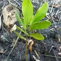White Mangrove