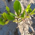 Weiße Mangrove