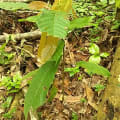 Cacao