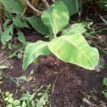 Banane