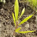 Acacia Mangium