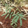 Calliandra