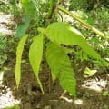 Cacao