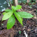 Cacao