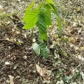 Cacao