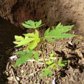 Papaya