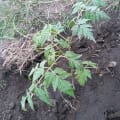 Neem