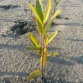 Black Mangrove
