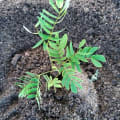 Albizia