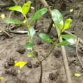 Mangrove Rouge