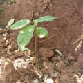 Cacao
