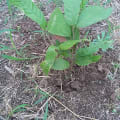 The Cacao for Research